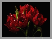 Tulipany