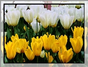 Tulipany