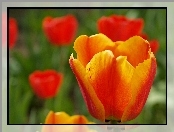 Tulipany