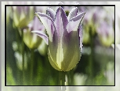 Tulipany