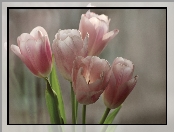 Tulipany