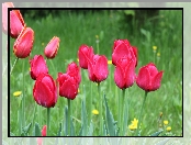 Tulipany