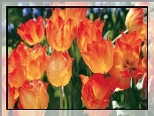 Tulipany