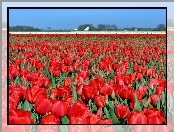 Tulipany