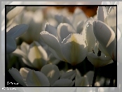 Białe, Tulipany, Płatki