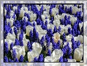 Białe, Tulipany, Szafirki