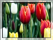Tulipany, Białe, Czerwone, Żółte