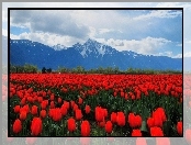 Czerwone, Tulipany, Góry