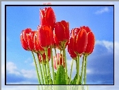 Czerwone, Tulipany, Niebo