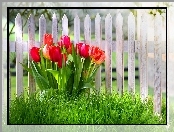 Czerwone, Tulipany, Płotek