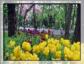 Tulipany, Wiosna, Park, Droga, Kwitnące