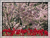 Tulipany, Ogród, Kwitnące, Drzewa, Czerwone