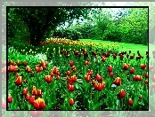 Tulipany, Drzewa