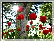 Tulipany, Słońca, Drzewo, Promienie