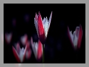 Tulipany, Dwukolorowe