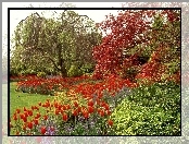 Tulipany, Park, Królowej, Elżbiety, Czerwone