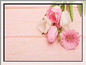 Tulipany, Tło, Gerbera, Różowe