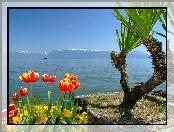 Jezioro, Tulipany, Palma