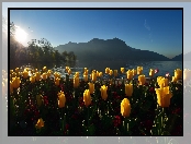 Tulipany, Poranek, Jezioro, Góry