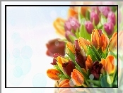 Kolorowe, Tulipany, Boke