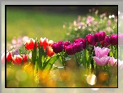 Kolorowe, Tulipany, Bokeh
