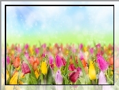 Kolorowe, Tulipany, Bokrh