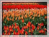 Tulipany, Czerwone, Kolorowe