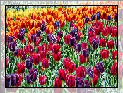 Kolorowe, Tulipany, Fractalius