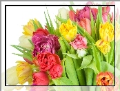 Kolorowe, Tulipany, Liście