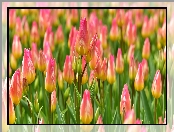 Kolorowe, Tulipany, Pąki