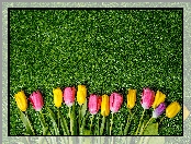 Kolorowe, Tulipany, Trawa