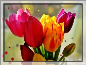 Tulipany, Kropki