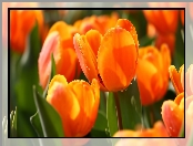 Tulipany, Makro, Krople, Wody