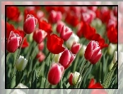 Kwiaty, Tulipany, Łan