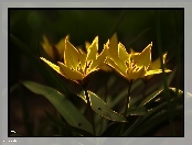 Kwiaty, Tulipany, Fractalius