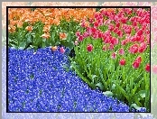 Kwiaty, Tulipany, Holandia