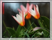 Tulipany, Kwiaty
