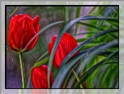 Tulipany, Liście