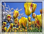 Tulipany, Makro