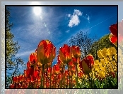Tulipany, Wiosna, Niebo, Słońce