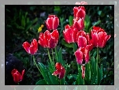 Tulipany, Ogród