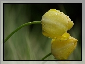 Żółte, Tulipany, Deszcz