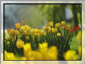 Żółte, Tulipany, Kwiaty
