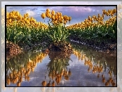 Żółte, Tulipany, Pole