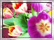 Tulipany, Fioletowe, Żółto, Czerwone