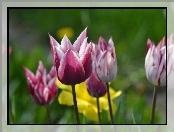 Tulipany, Żonkil