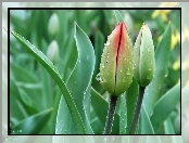 Tulipany, Pączki