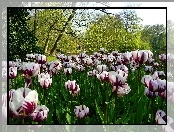 Tulipany, Park