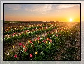 Tulipany, Wschód słońca, Pole, Plantacja