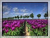 Purpurowe, Tulipany, Uprawa